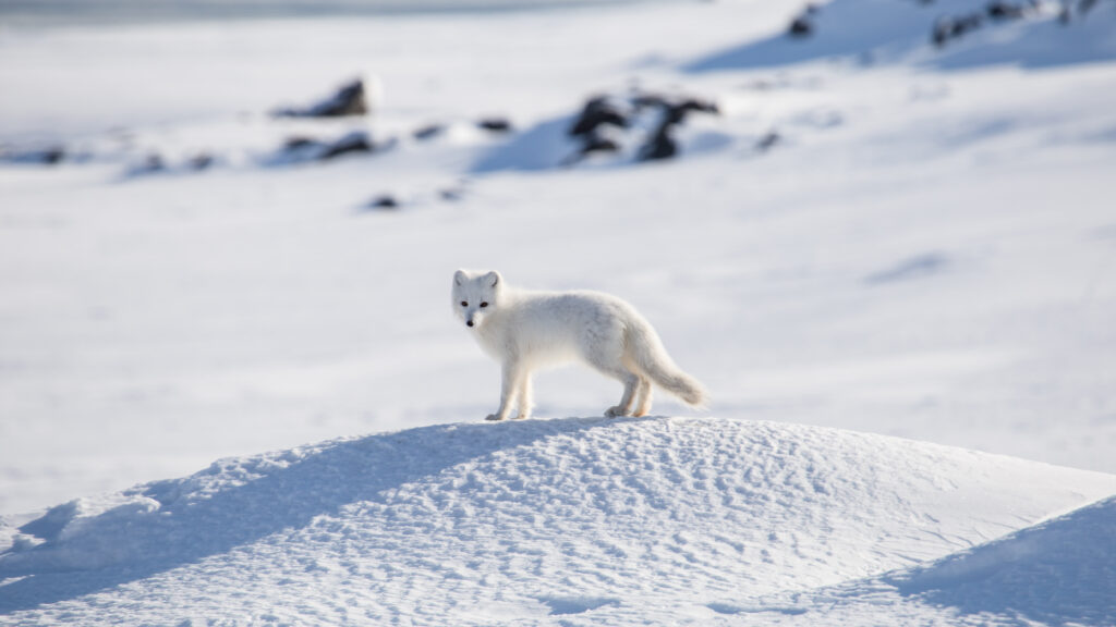 Wild Winter — S1E2 — Predation