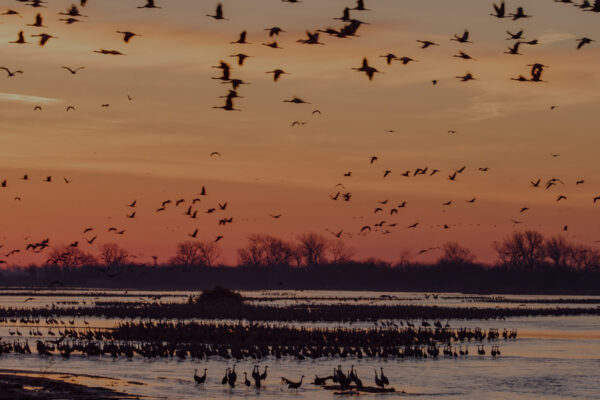 Wings Over Water
