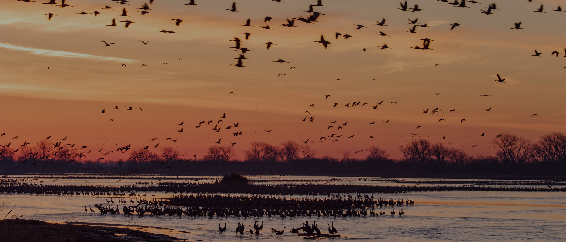 Wings Over Water
