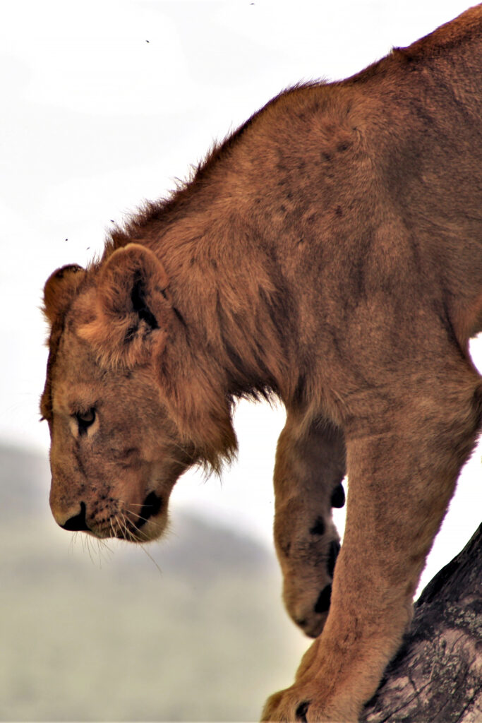 Hot Life: Africa — S1E3 — Cheetah's Burning Plains