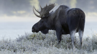 Canada: Surviving The Wild North — Episode 0