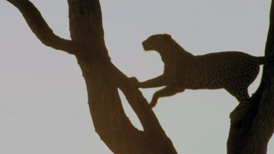 Wild Dogs, Tough Territory