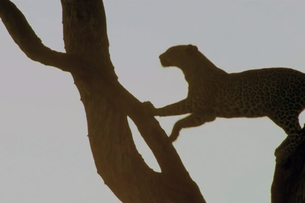 Hot Life: Africa