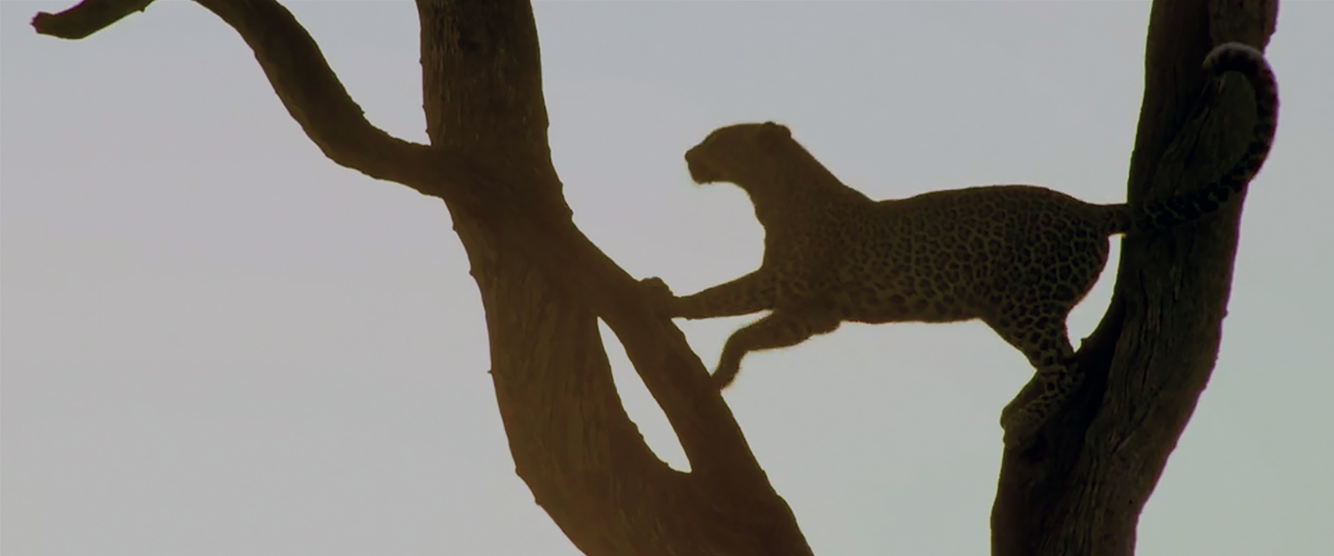 Hot Life: Africa