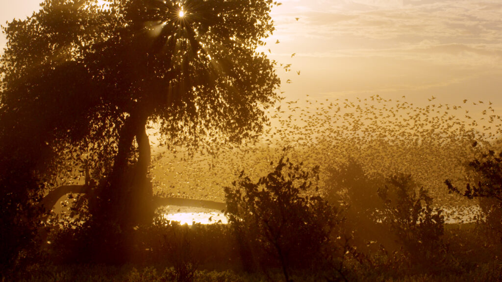 Once Upon a Time in Tsavo — S1E1 — A Time of Plenty