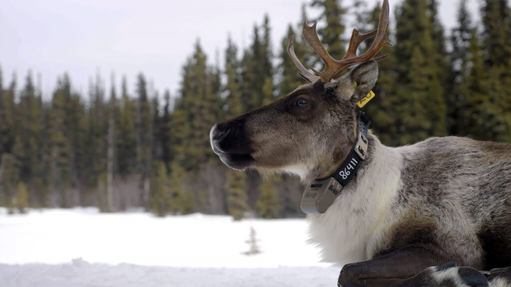 The Rockies' Wild Corridor: From Yellowstone To Yukon — S1E1 — Bison