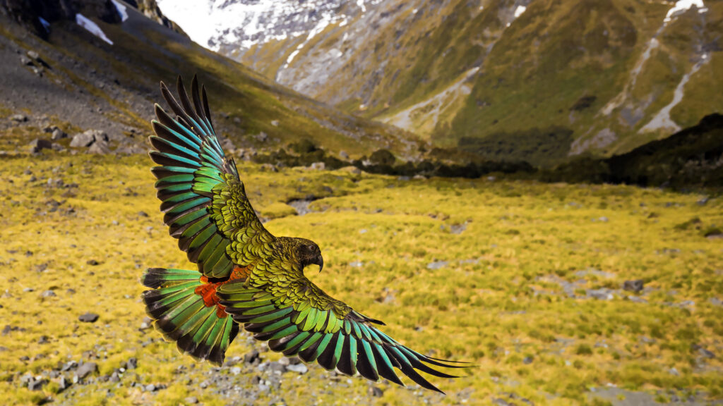 New Zealand: Earth's Mythical Islands — S1E1 — Cast Adrift