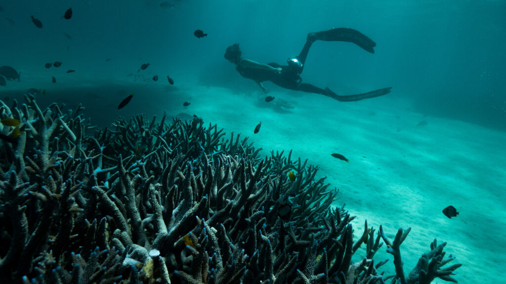 Deep Dive: Australia — S1E1 — Tropical Shores