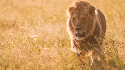 Lion - The Rise and Fall of the Marsh Pride