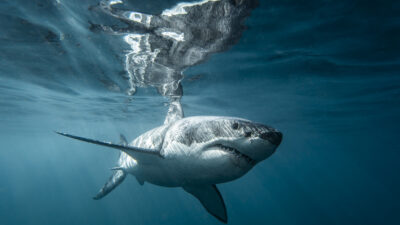 Boss Shark: Battle of the Sexes — Episode 0