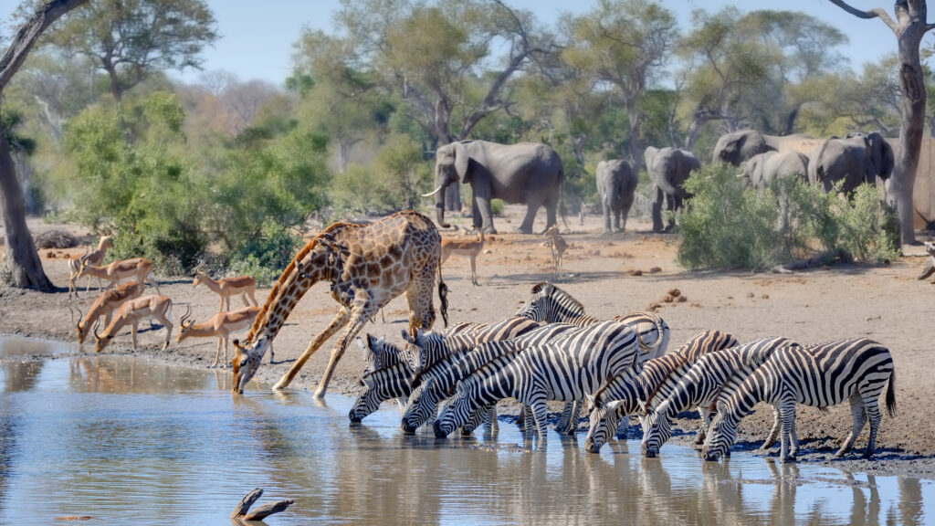 Waterhole: Africa's Animal Oasis — S1E2 — 102