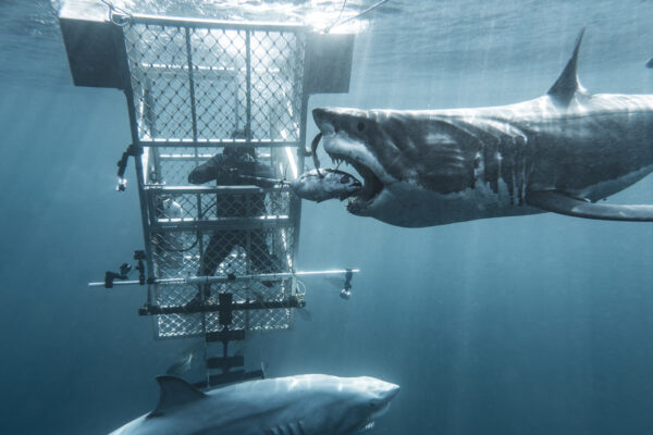 Boss Shark: Battle of the Sexes