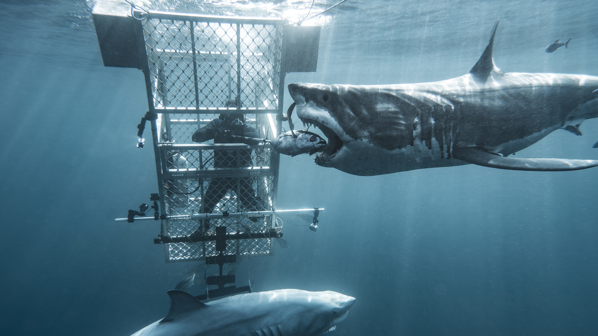 Boss Shark: Battle of the Sexes