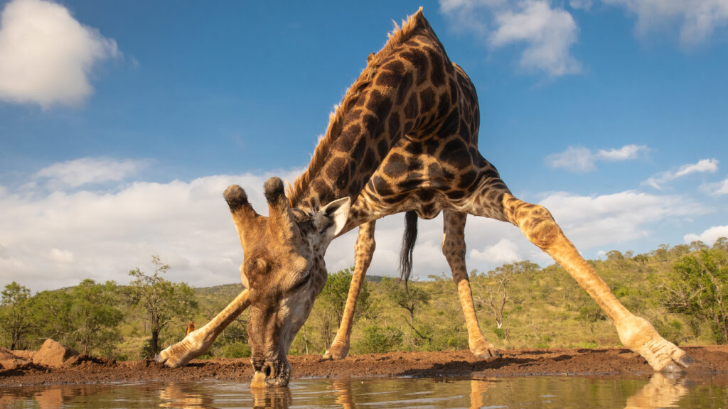 Waterhole: Africa's Animal Oasis — S1E1 — 101