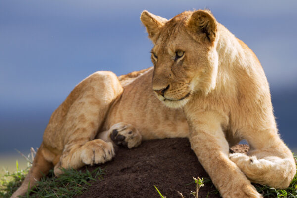 Lion: The Rise and Fall of the Marsh Pride