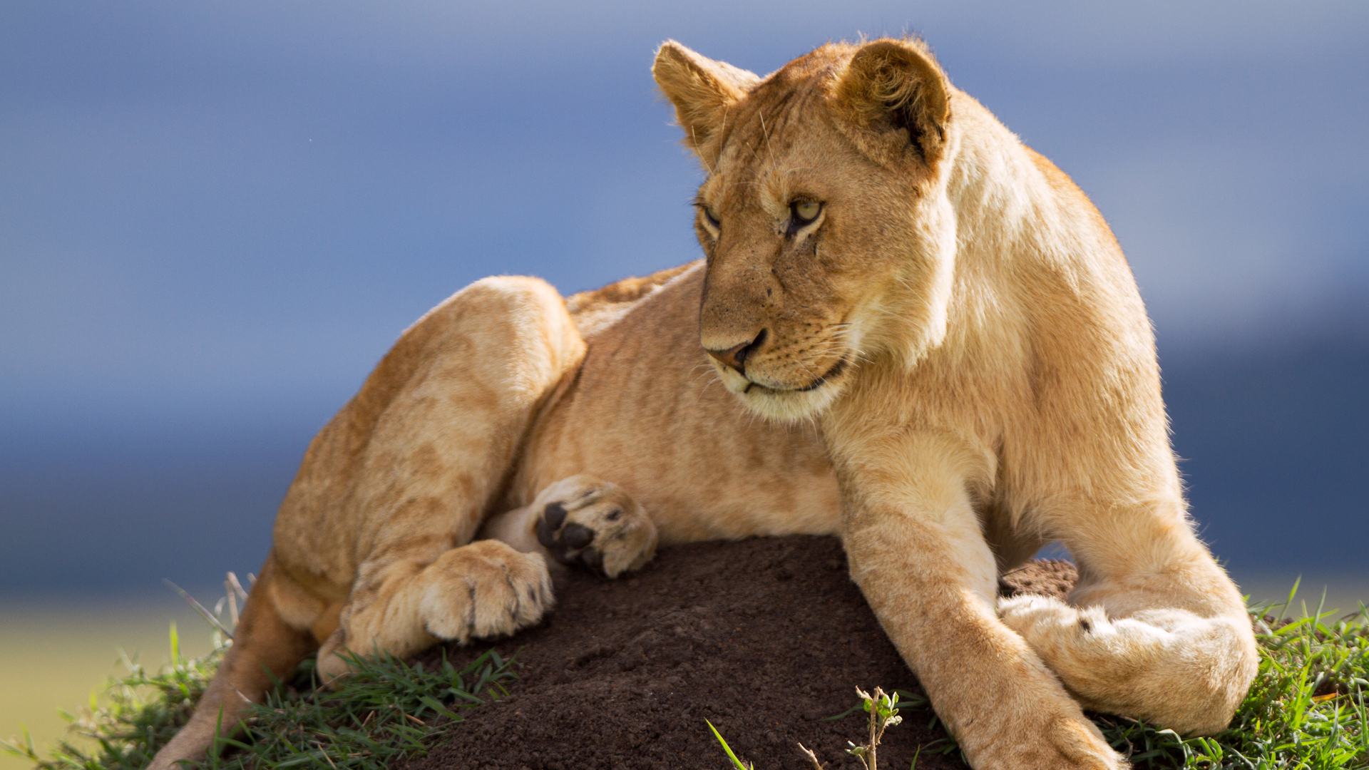 Lion: The Rise and Fall of the Marsh Pride