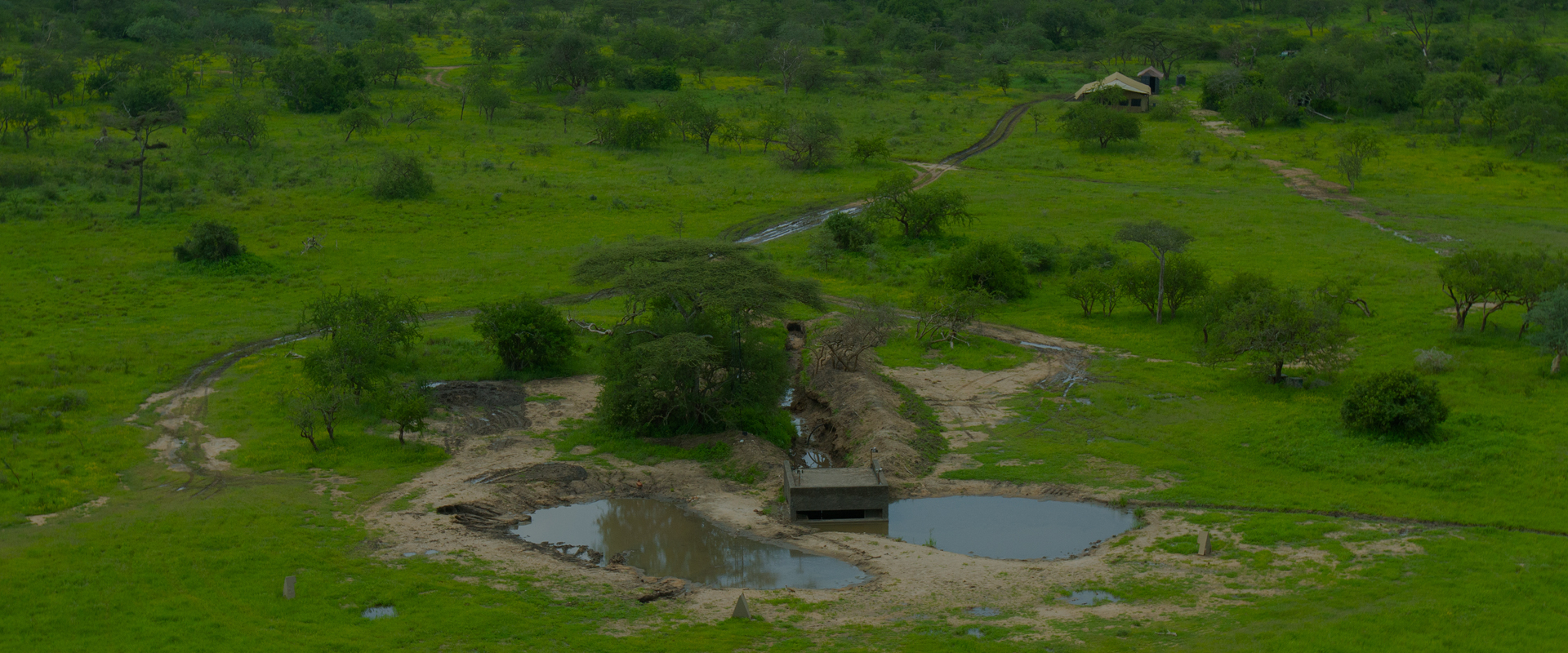 Waterhole: Africa's Animal Oasis