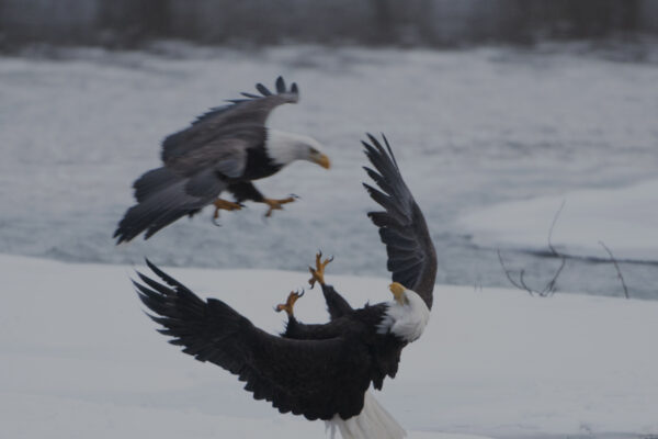 Wild Alaska