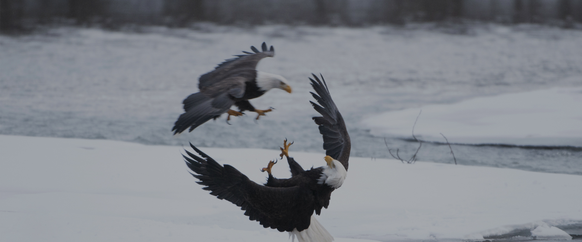 Wild Alaska