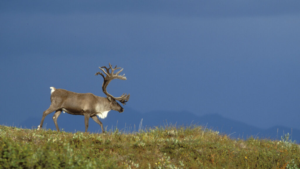 Wild Alaska — S1E1 — Spring
