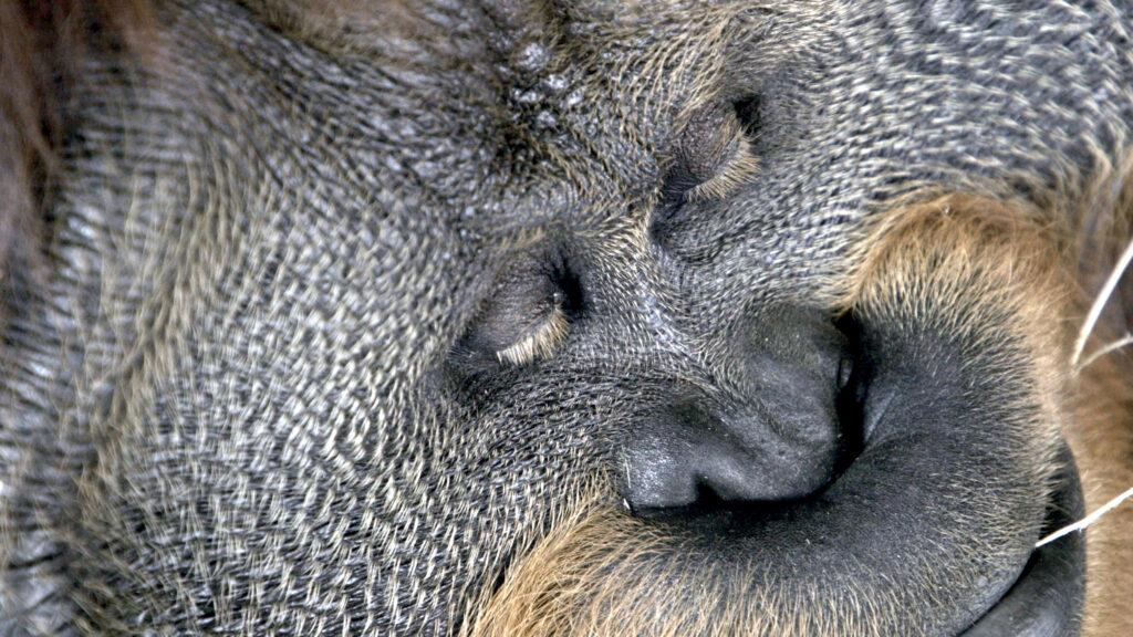 How the Wild Things Sleep — S1