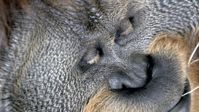 How the Wild Things Sleep — Episode 0