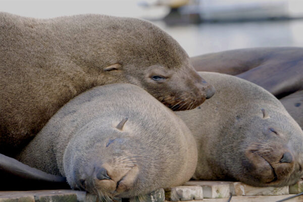 How the Wild Things Sleep