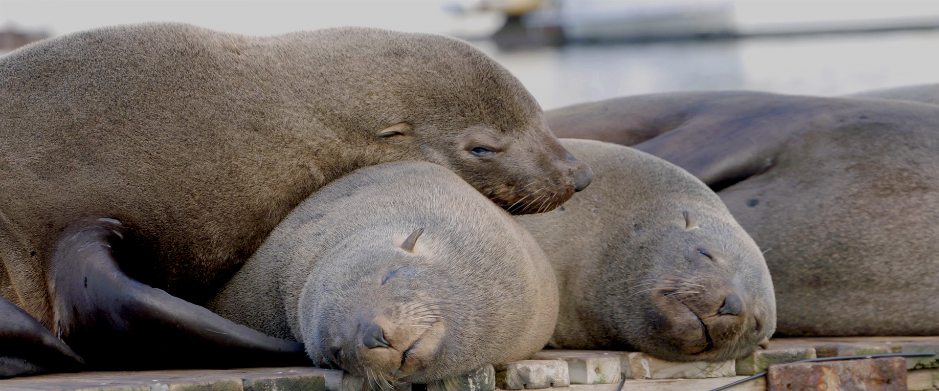 How the Wild Things Sleep