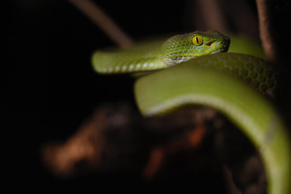 Wild Thailand