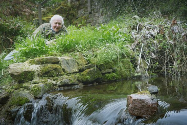 David Attenborough' ja helide salajane maailm