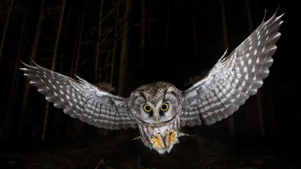 Night in the Forest — S1