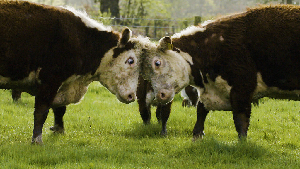 Тајни живот животиња са фарме — С1Е2 — Краве