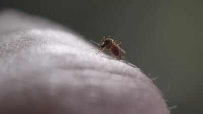 Uwaga, komary! Nowe zagrożenie dla Europy